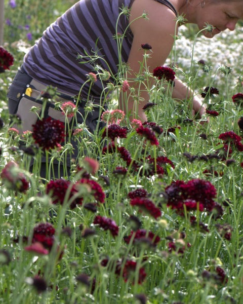 91322_Ett_rige_scabiosa_Black_Knight_2