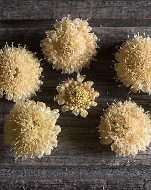 91395_Ett_rige_scabiosa_Fata_Morgana_2