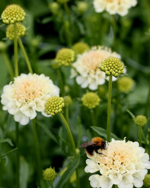 91395_Ett_rige_scabiosa_Fata_Morgana_3