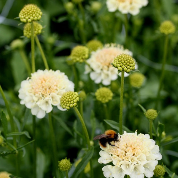 91395_Ett_rige_scabiosa_Fata_Morgana_3