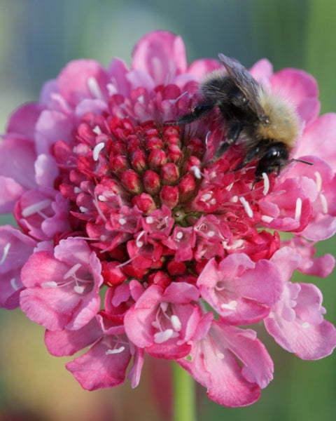 91494_Ett_rige_scabiosa_Salmon_Rose_2