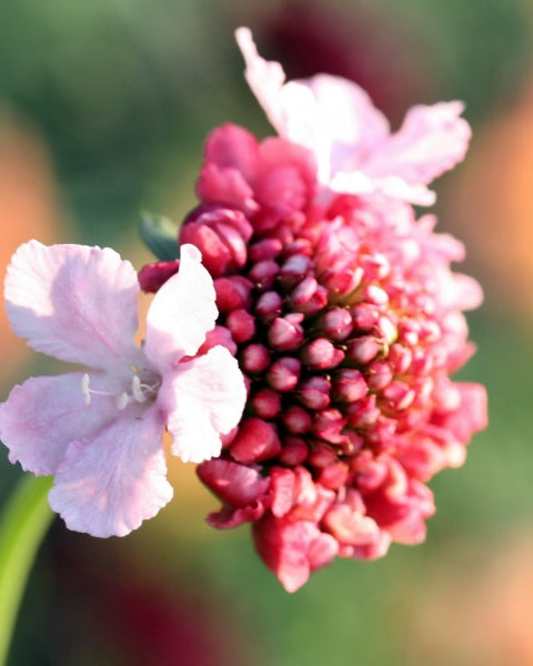91494_Ett_rige_scabiosa_Salmon_Rose_3