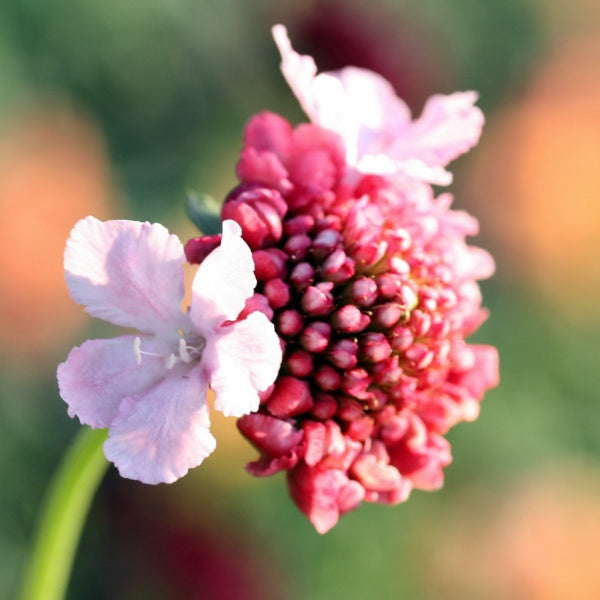 91494_Ett_rige_scabiosa_Salmon_Rose_3