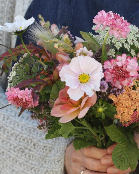 91494_Ett_rige_scabiosa_Salmon_Rose_4