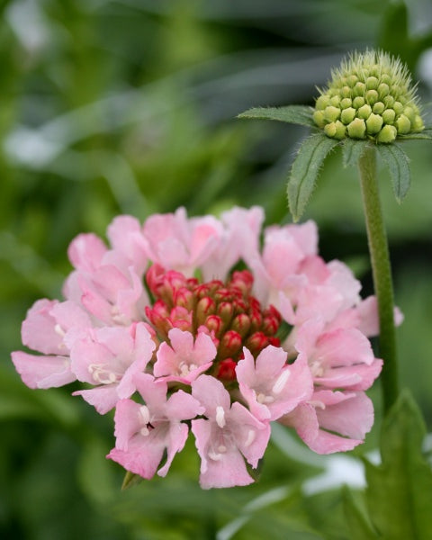 91494_Ett_rige_scabiosa_Salmon_Rose_5