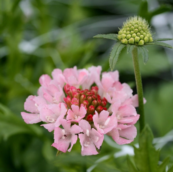 91494_Ett_rige_scabiosa_Salmon_Rose_5