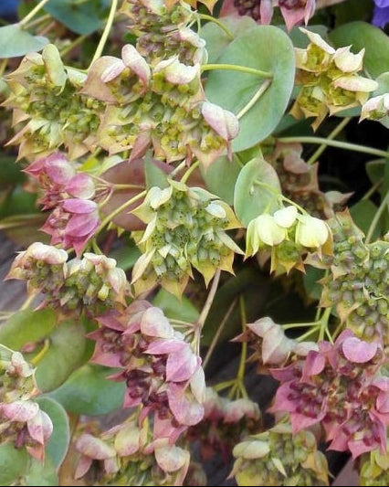 Hareøre Griffithii Select frø – syregrønn snittblomst fra Blomsterhagen