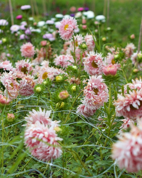 92638_Sommerasters_Tower_Chamois_2