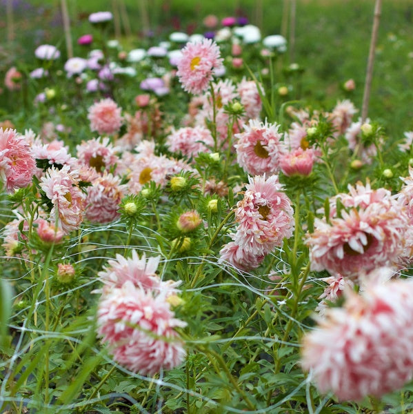 92638_Sommerasters_Tower_Chamois_2