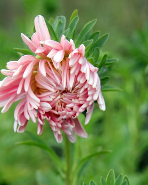 92638_Sommerasters_Tower_Chamois_3