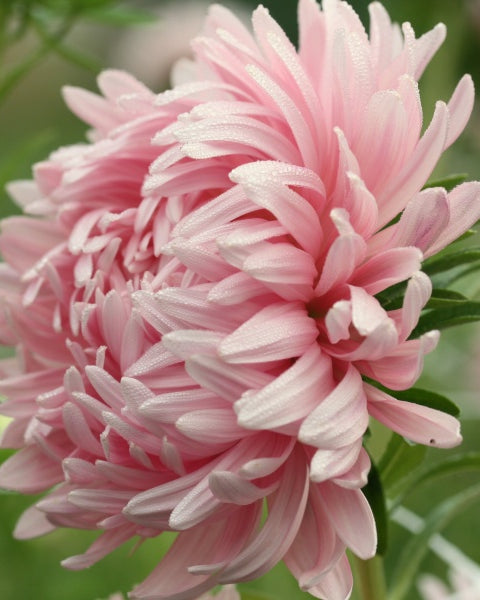 92638_Sommerasters_Tower_Chamois_5