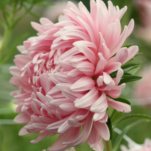 92638_Sommerasters_Tower_Chamois_5