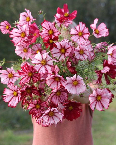 Cosmos Velouette frø - ettårig blomsterfrø med hvite og rosa blomster