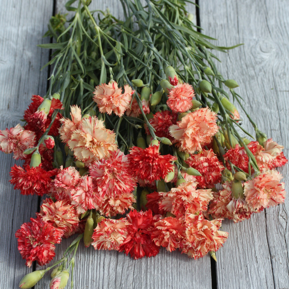 96734_Hagenellik_Chabaud_Orange_Sherbet_3