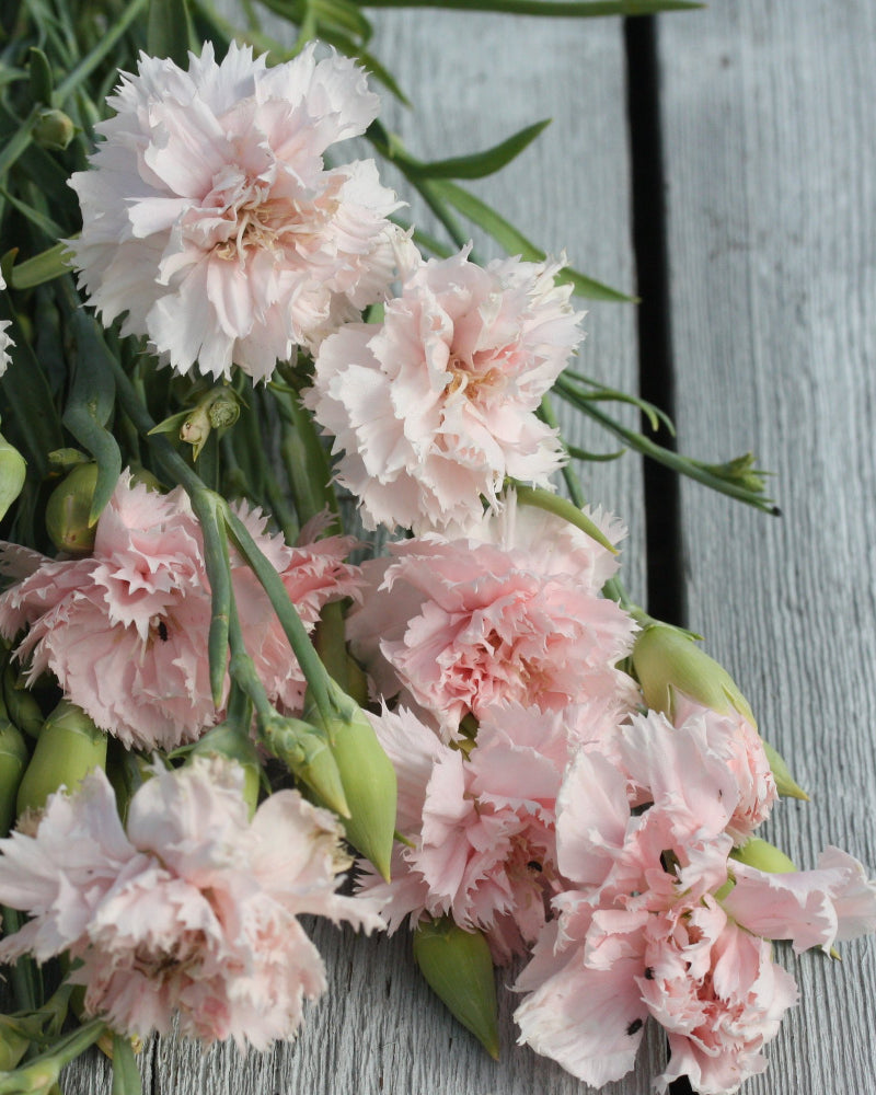 97036_Hagenellik_Chabaud_La_France_3