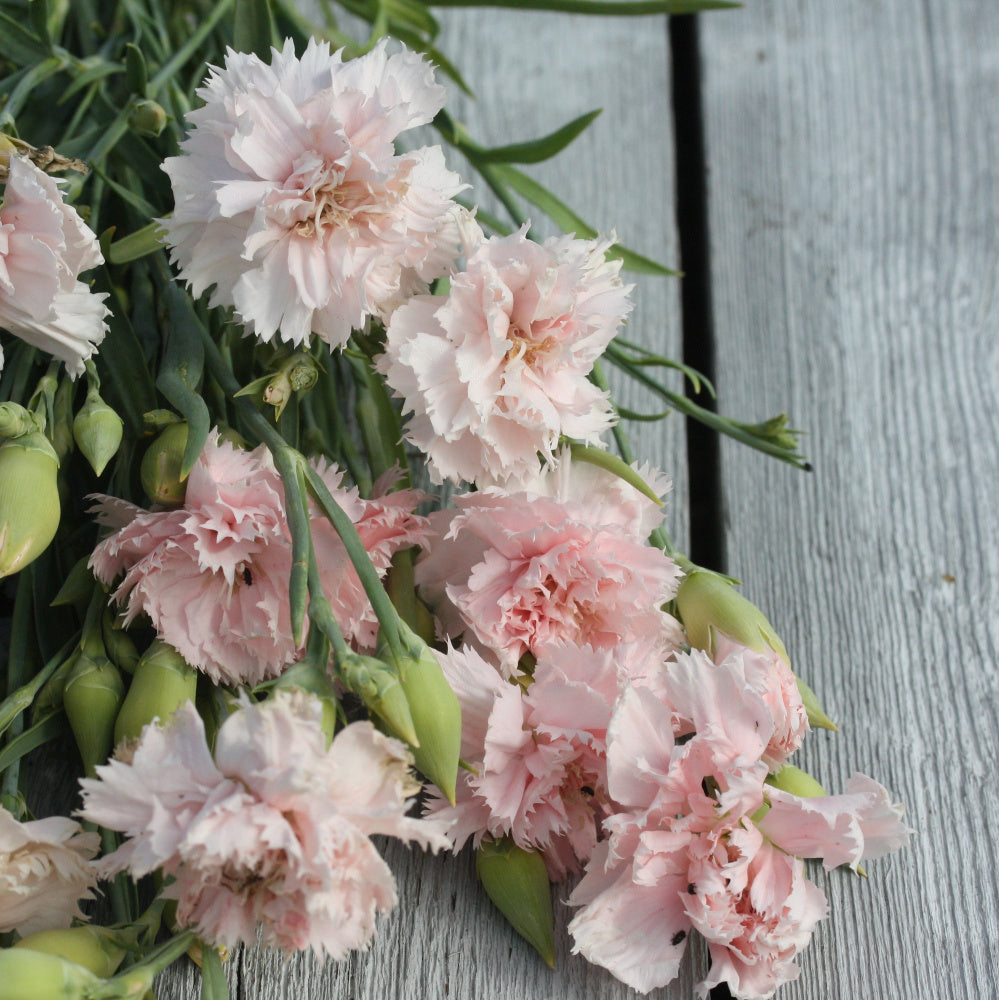 97036_Hagenellik_Chabaud_La_France_3