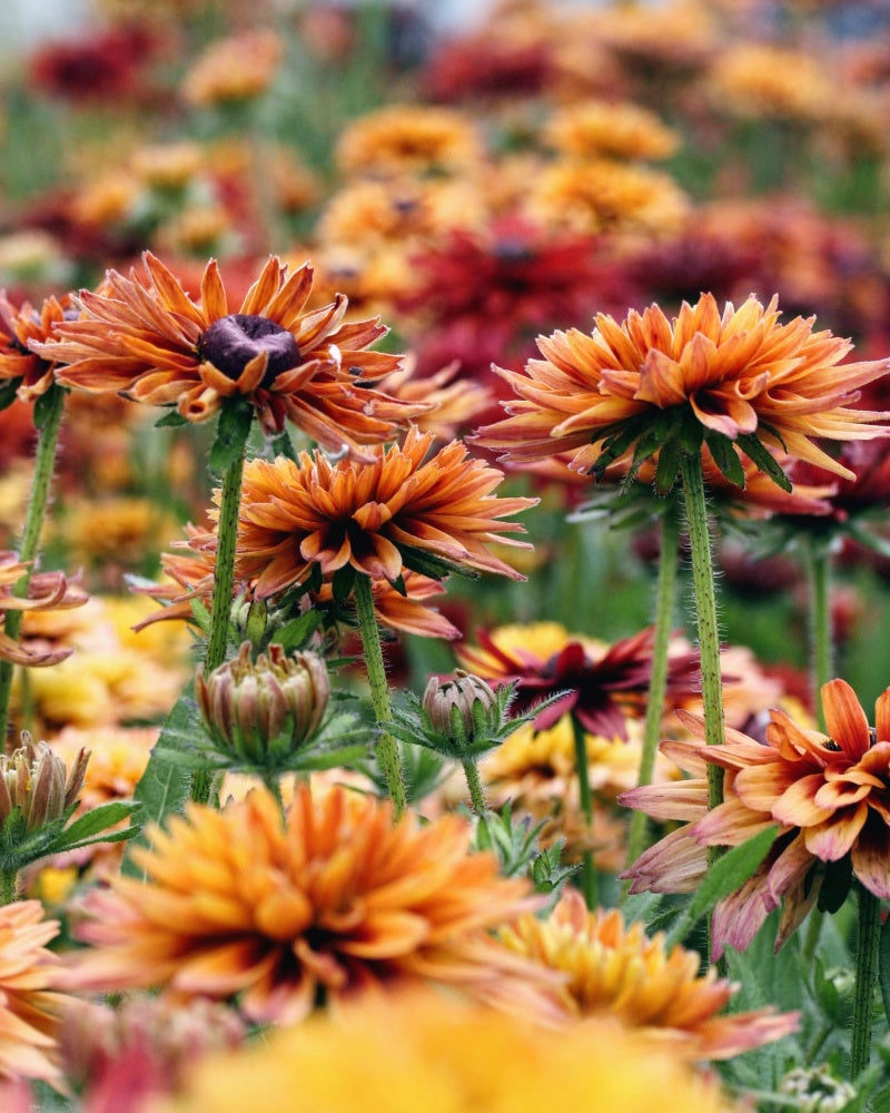 Rudbeckia Sahara i blomst – ettårig solhatt med mørkt sentrum og varme høstfarger