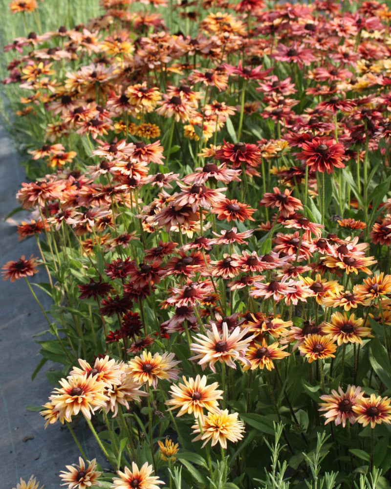 Rudbeckia Sahara – halvfylte og fylte blomster i støvrosa og dyp brun