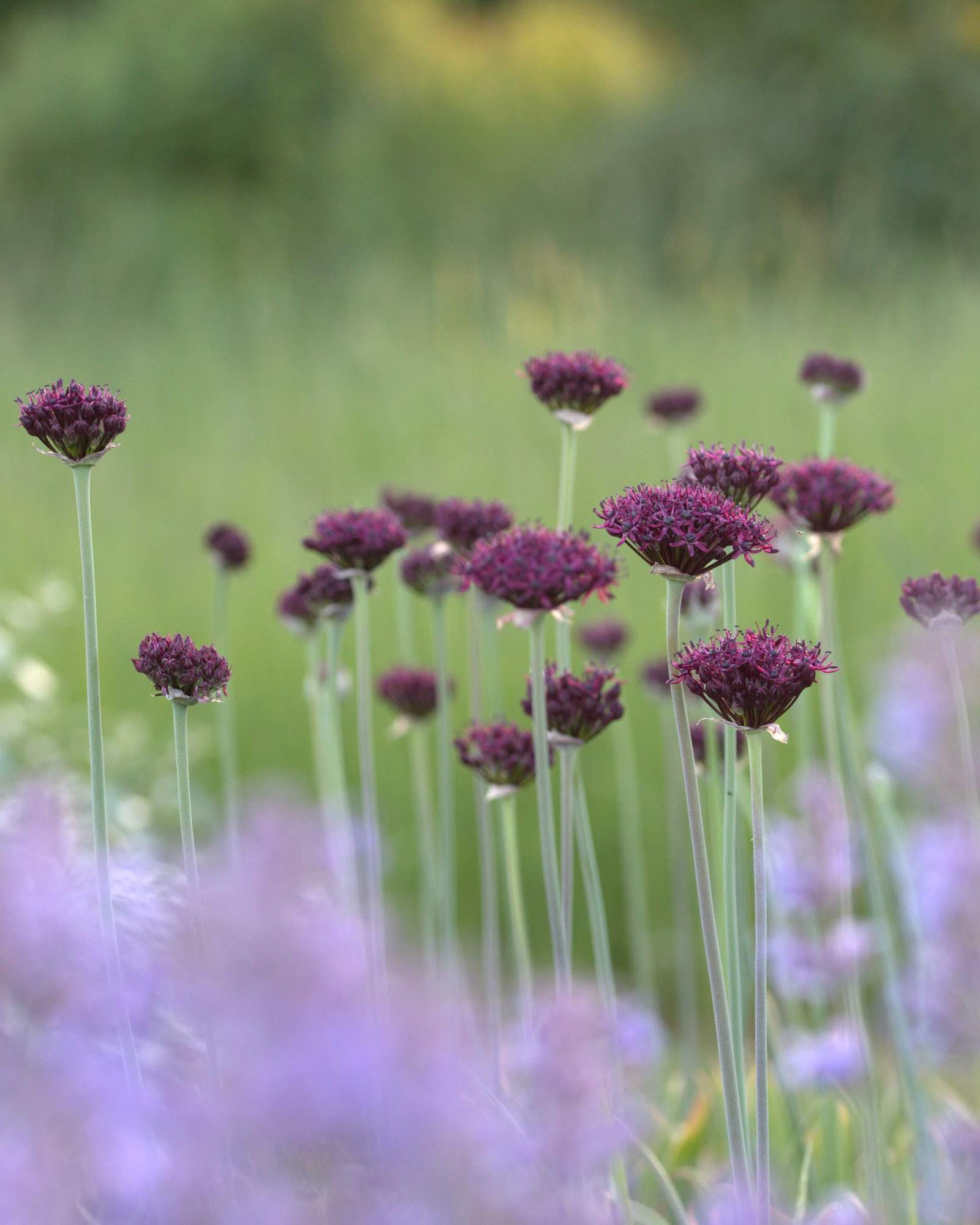 Prydløk Allium atropurpureum – gruppe av burgunderrøde prydløk i bed ved forsommerblomstring