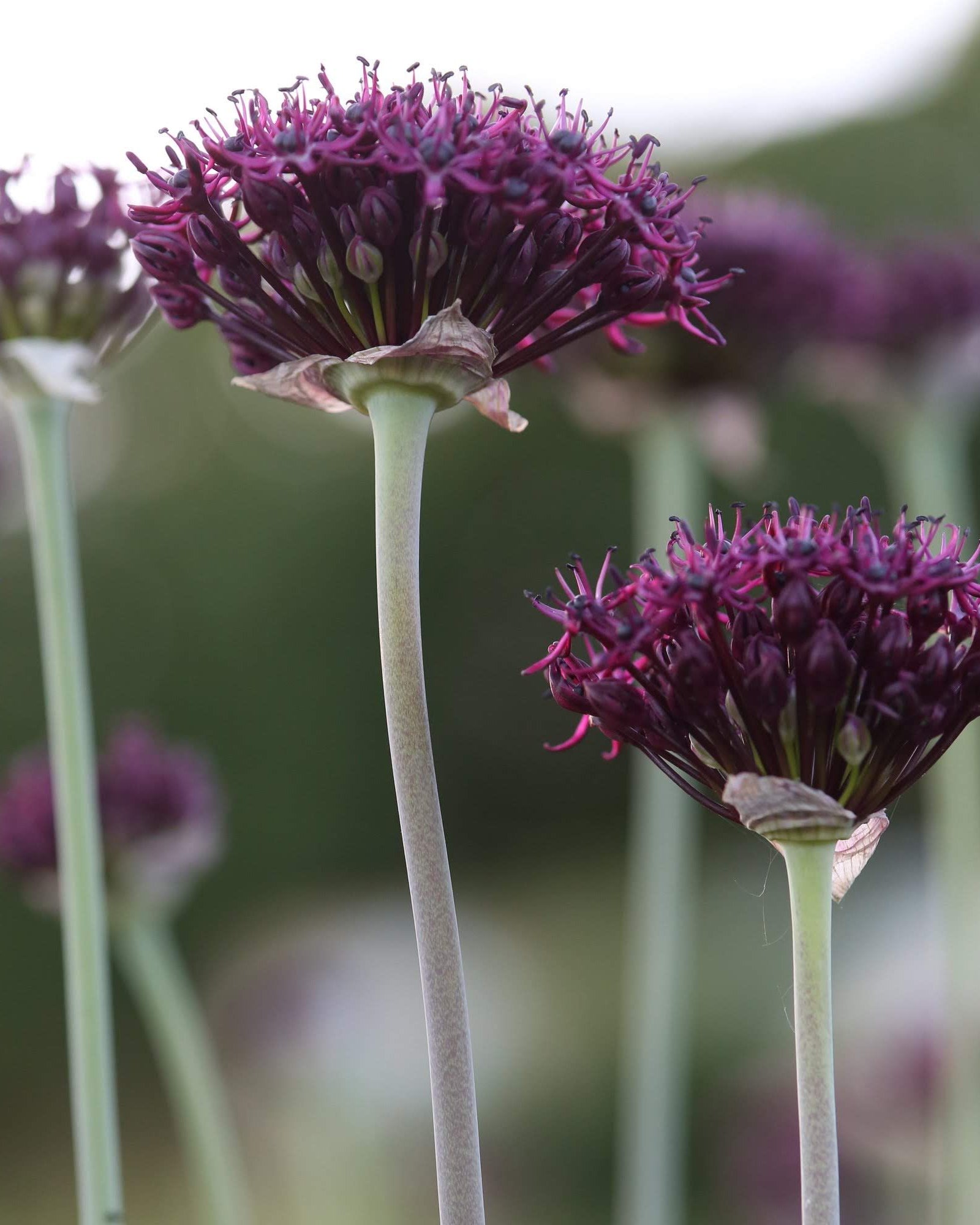 Prydløk Allium atropurpureum – høy slank stilk med mørkt blomsterhode som gir struktur i hagebed