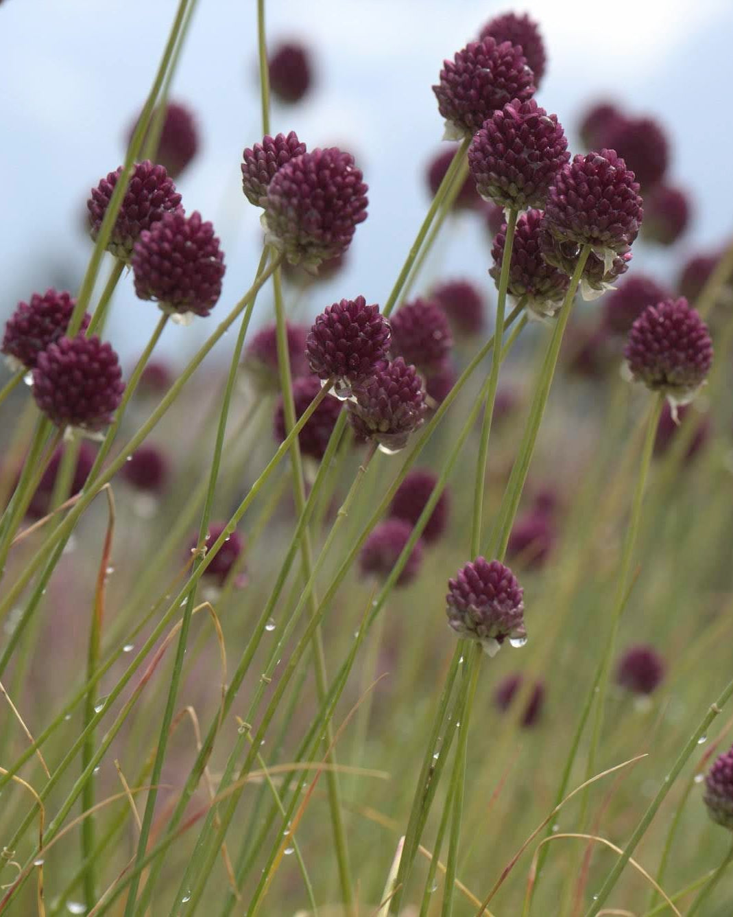 Kuleløk Allium sphaerocephalon – nærbilde av karakteristisk drumstick-formet blomsterhode i burgunder