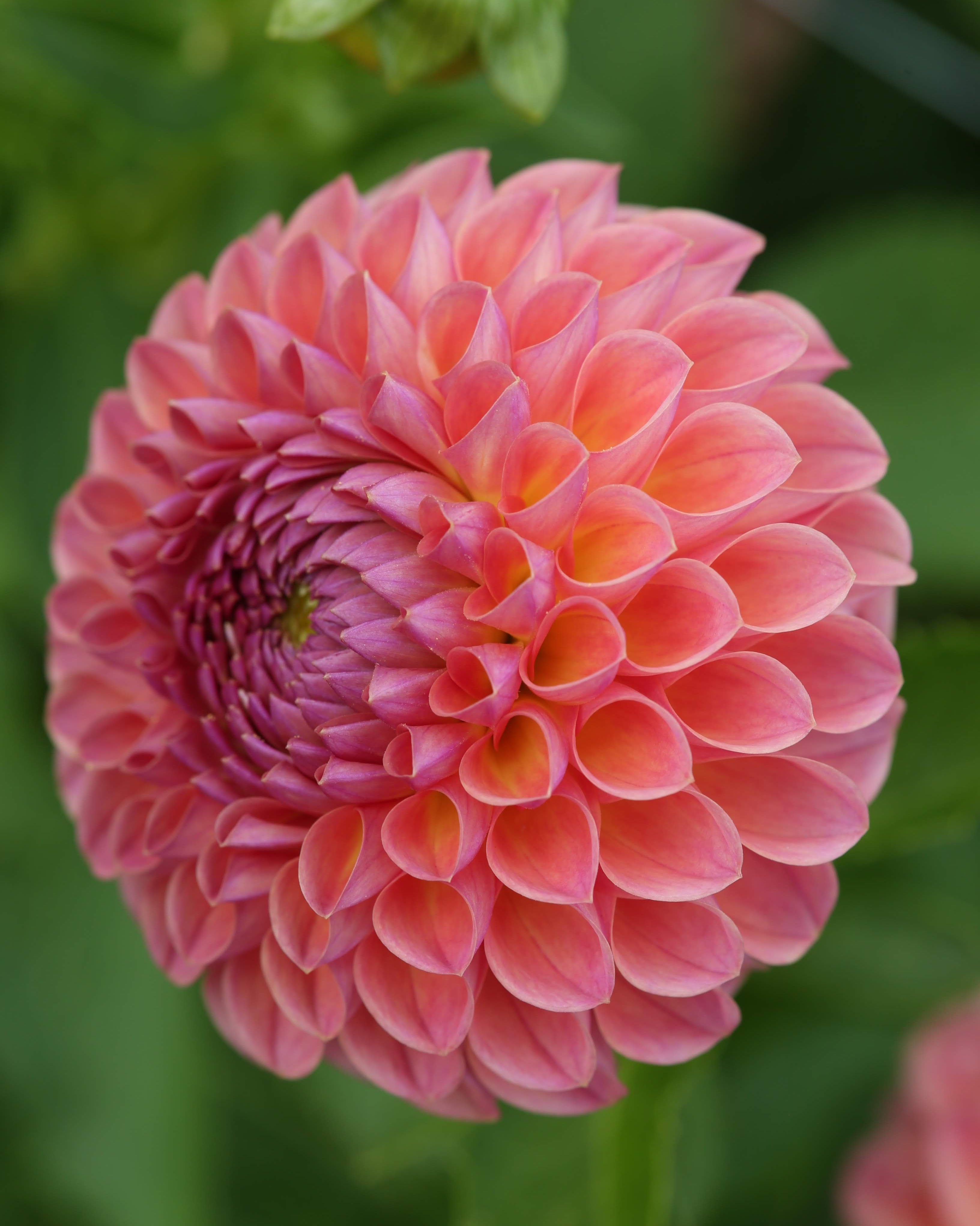 Dahlia Moderato - jevnt avrundet ballgeorgine i rike rosa og gylne nyanser