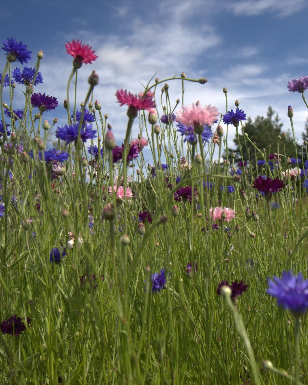Kornblomst Classic Artistic mix nærbilde - blå, rosa og hvite blomster