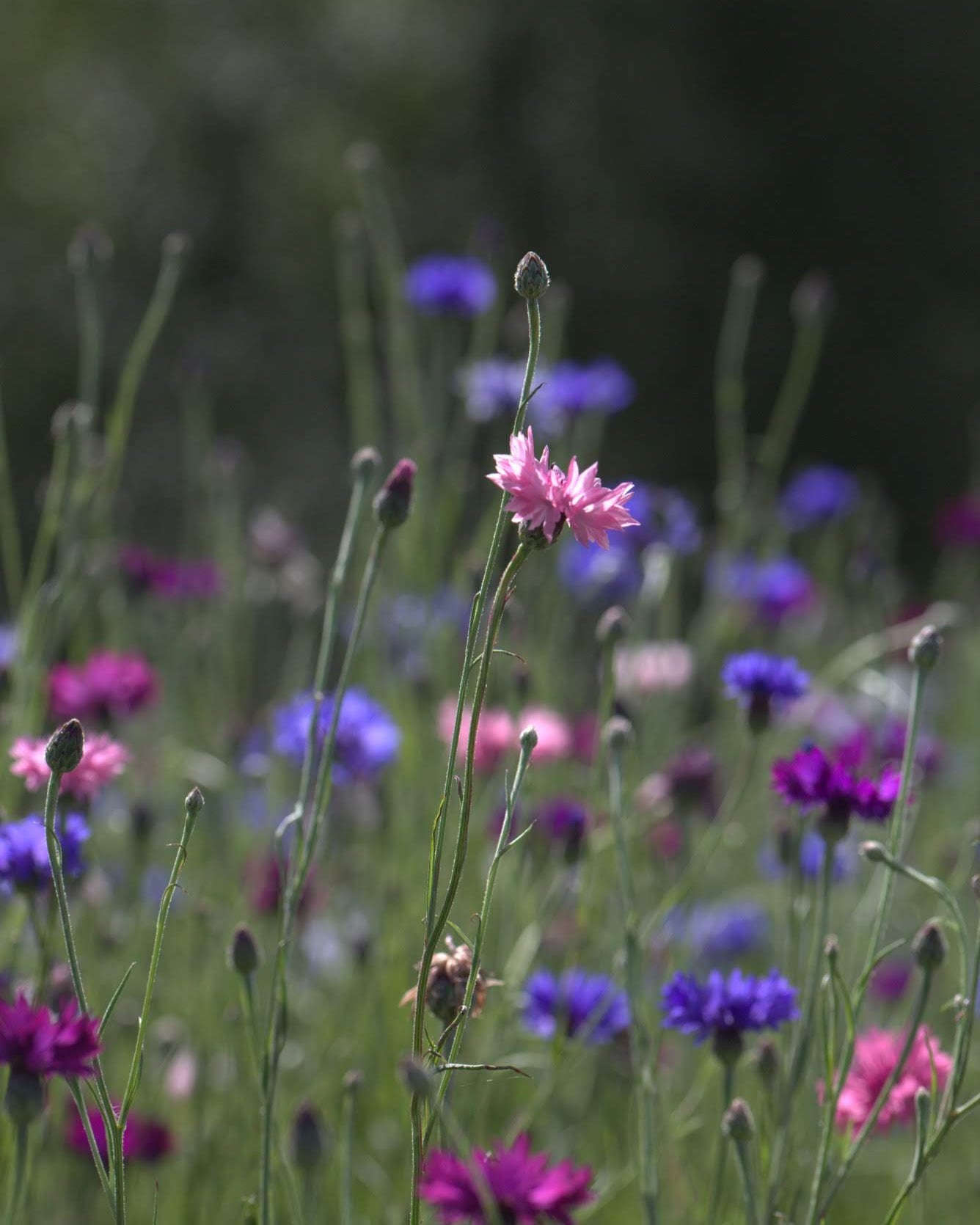 Kornblomst Classic Artistic mix - ettårig snittblomst i varierte farger