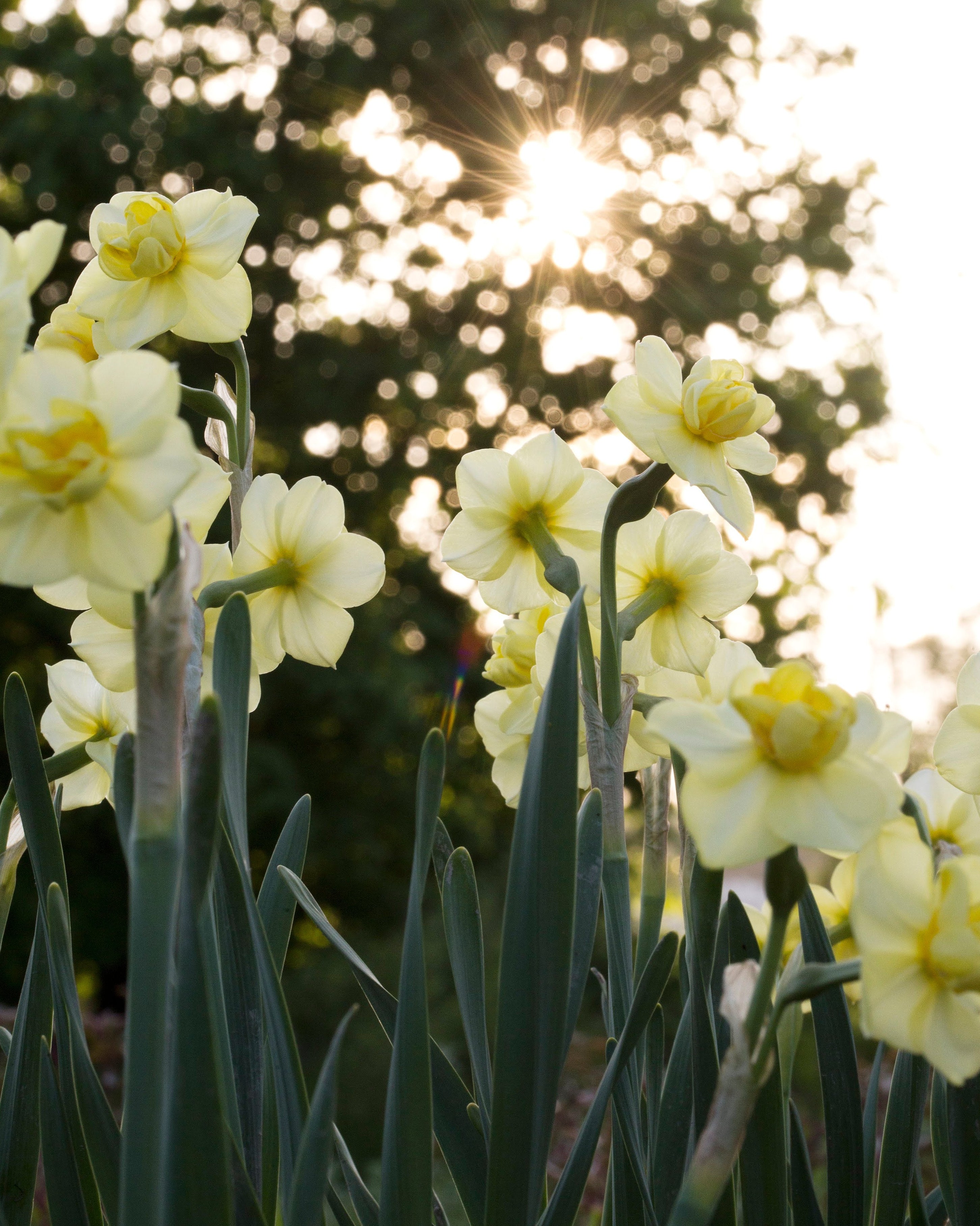 Narciss Yellow Cheerfulness – lysegul fylt blomst med rufsete senter og flere blomsterhoder per stengel
