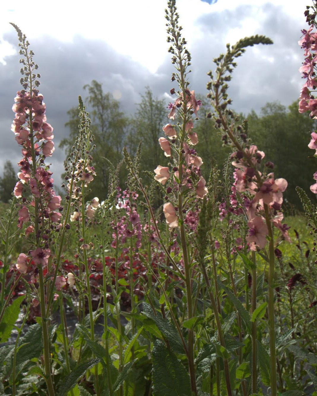 Kongslys Southern Charm – bøyende blomsterspir i blandede pasteltoner, ca. 60–90 cm høy staude