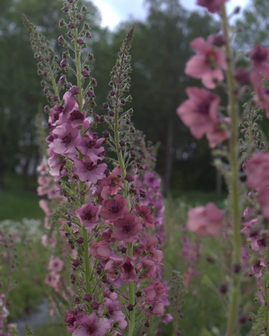 Kongslys Southern Charm – frodig flerårig med livlige blomsterspir i gammelrosa, lavendel og ferskentoner