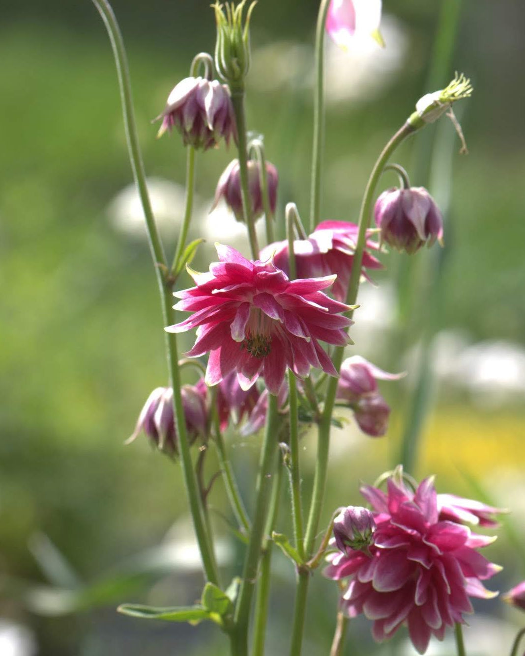 Nærbilde av Akeleie Nora Barlow sine grasiøse, nikkende blomster i rosa og hvitt
