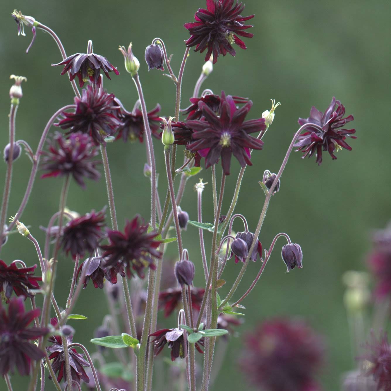 Akeleie Black Barlow - mørk burgunder bonnet akeleie