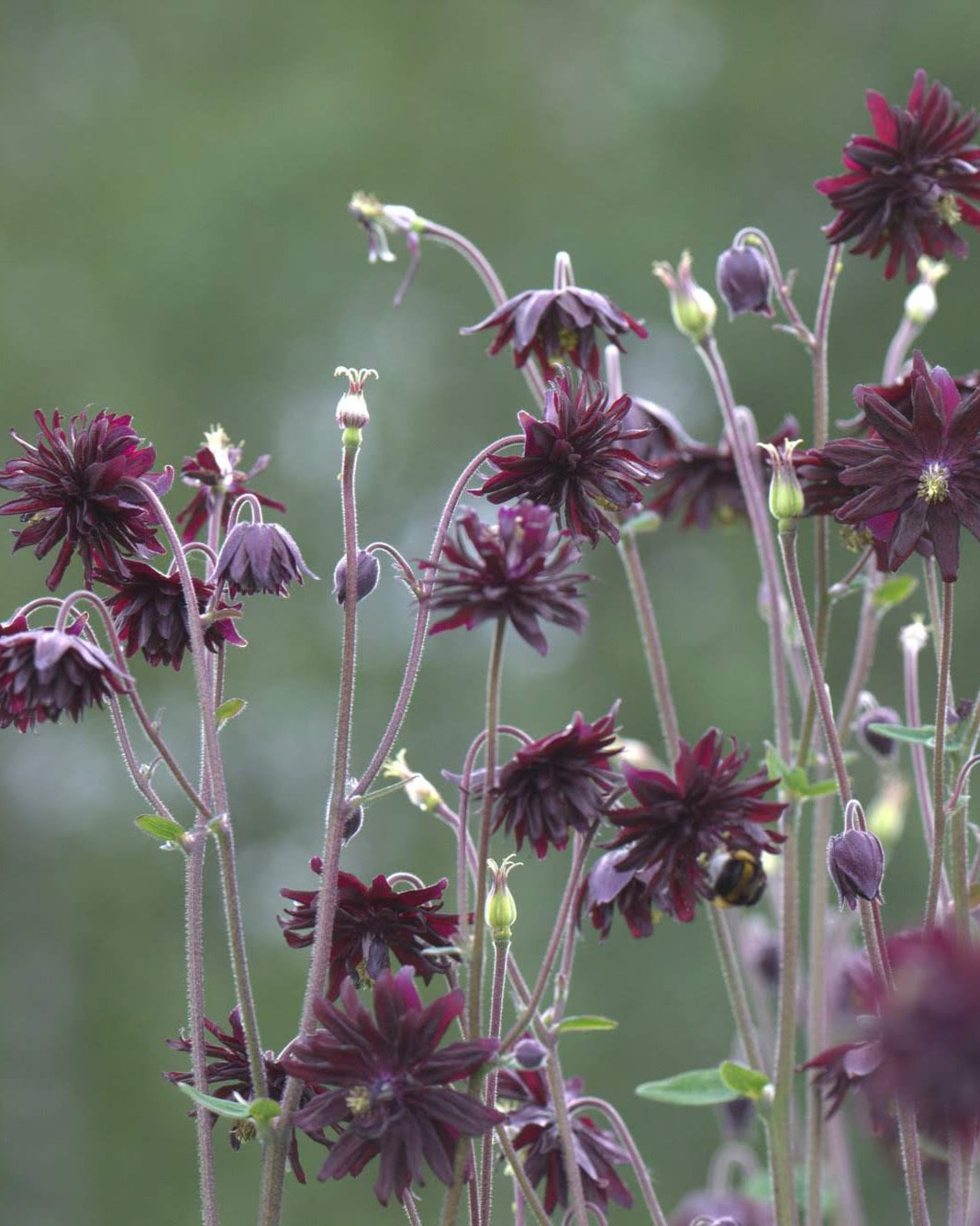 akeleie black barlow, flerårig med svarte blomster