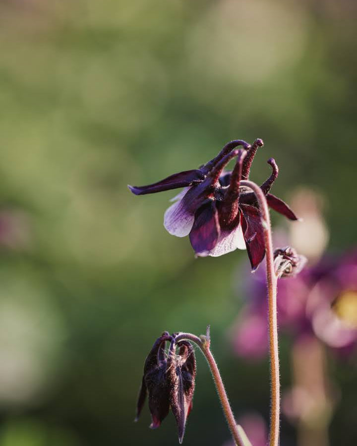 Akeleie Magpie plante med grønt bladverk og lilla-hvite blomster