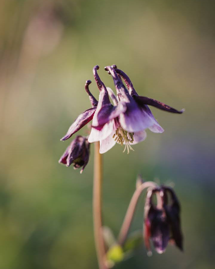 Akeleie Magpie blomster i detalj med doble kronblad