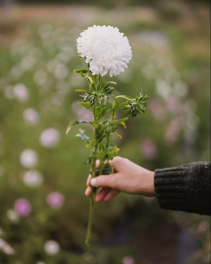 Kina asters King Size White plante med rike hvite blomster og grønt bladverk