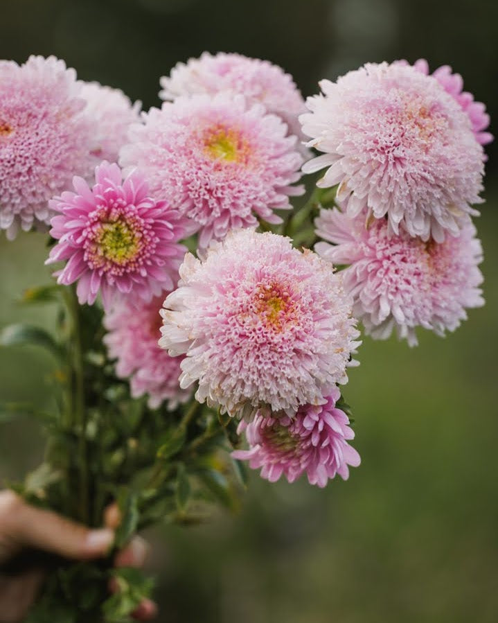 Kina asters Standy Light Pink i full blomstring med elegante lyserosa blomster