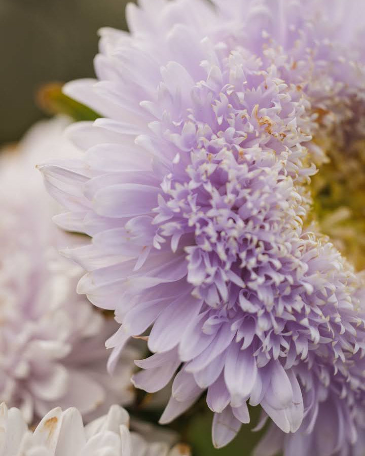 Kina asters Matador Soft Blue i full blomstring med vakre myke blå blomster