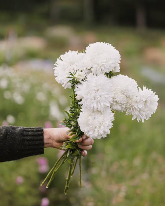 Kina asters King Size White med renhvite doble blomster i hagen