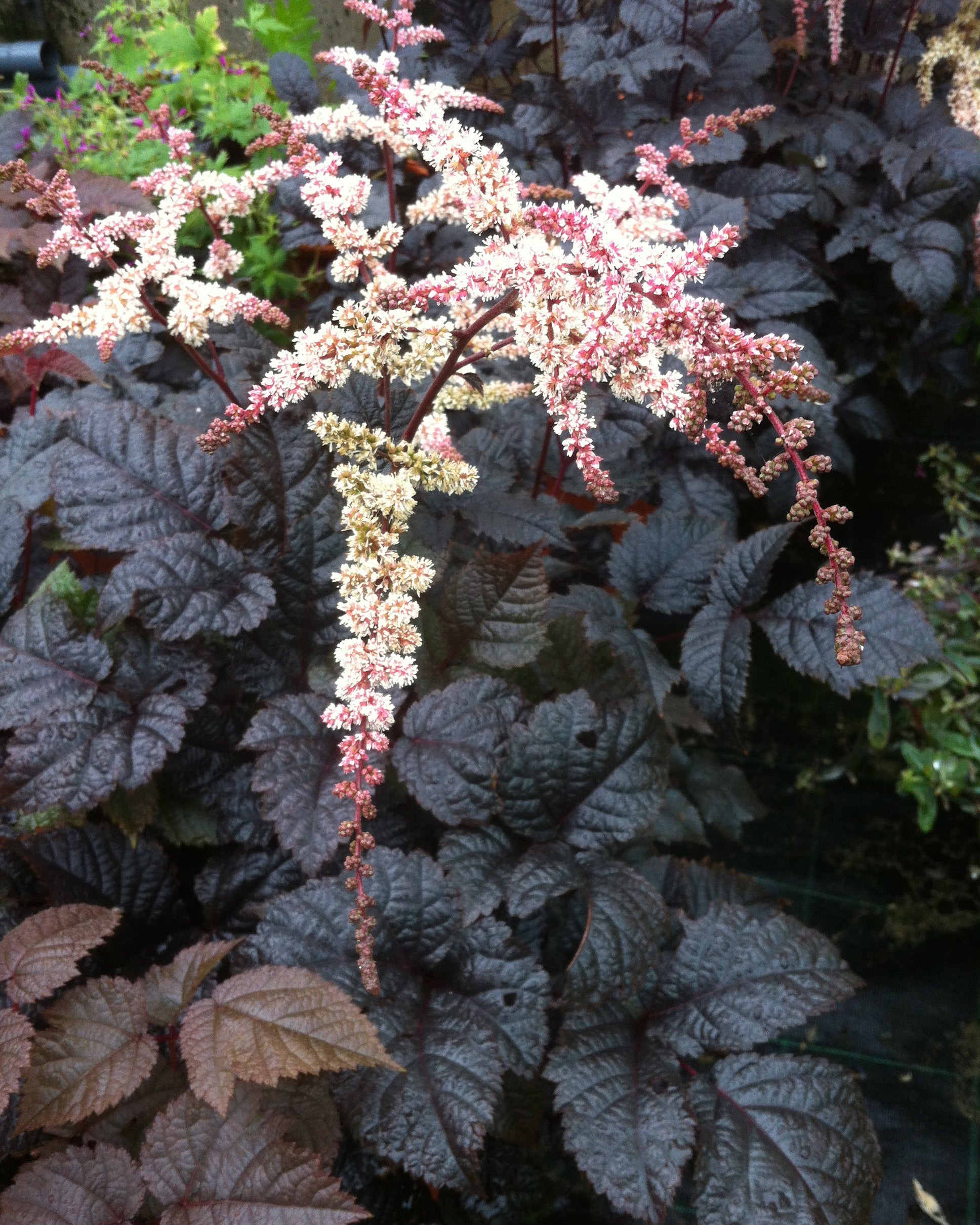 Astilbe Chocolate Shogun med pudderrosa blomster og bronsebrunt bladverk - barrotstaude for halvskygge