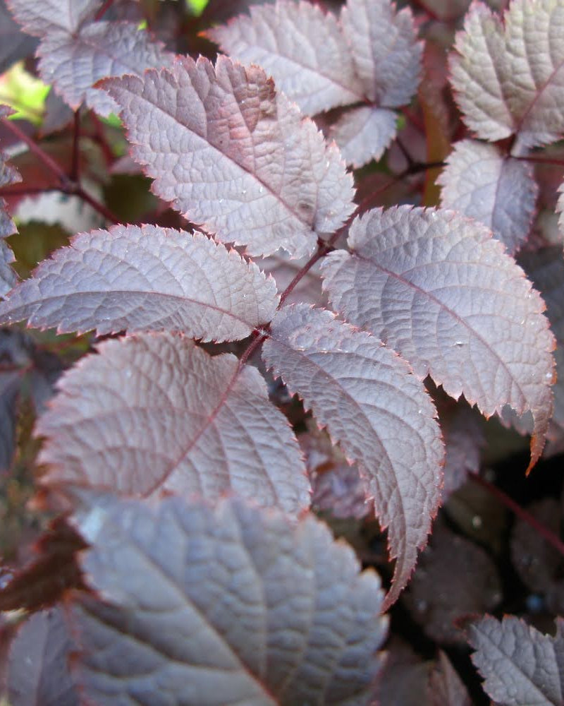 Astilbe Chocolate Shogun med pudderrosa blomster og bronsebrunt bladverk - barrotstaude for halvskygge