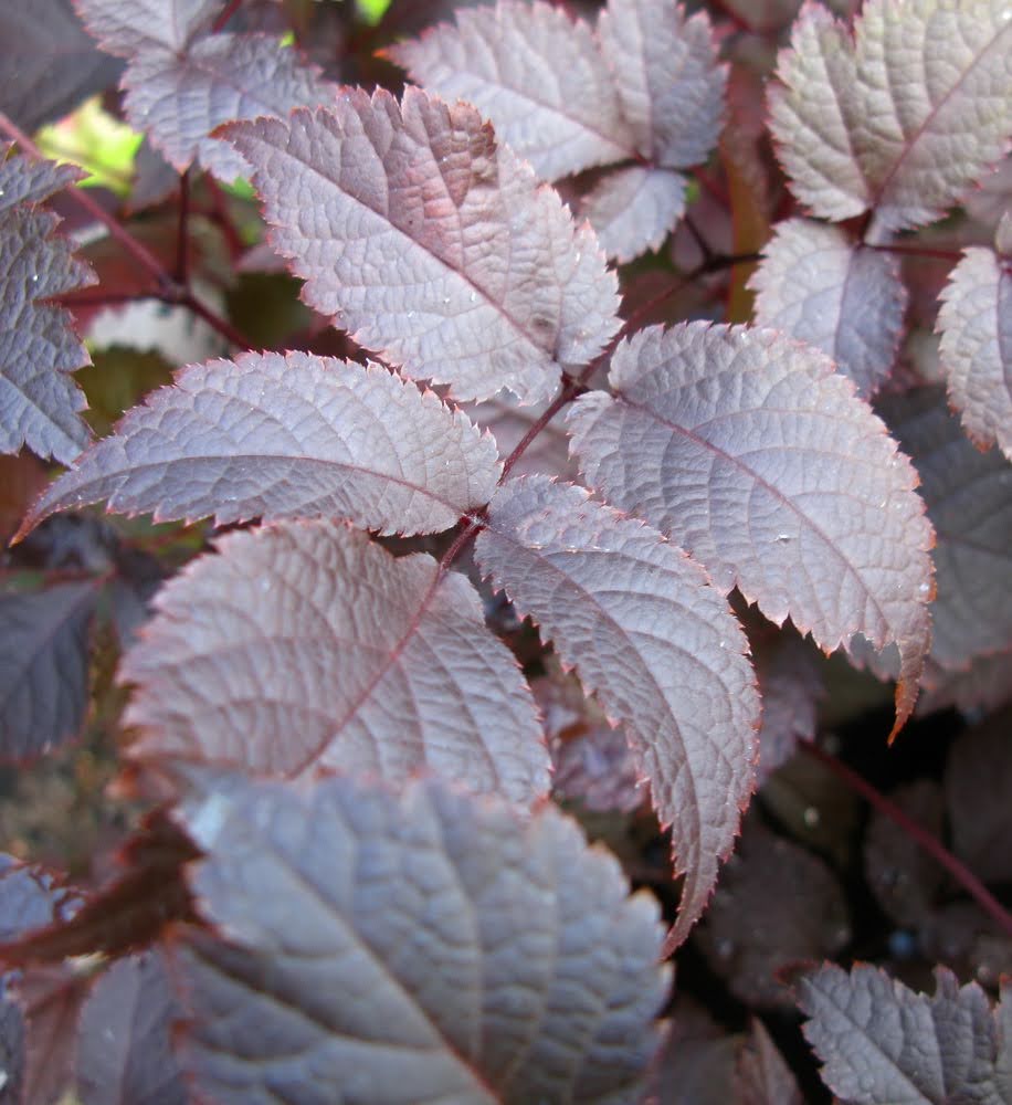 Astilbe Chocolate Shogun med pudderrosa blomster og bronsebrunt bladverk - barrotstaude for halvskygge