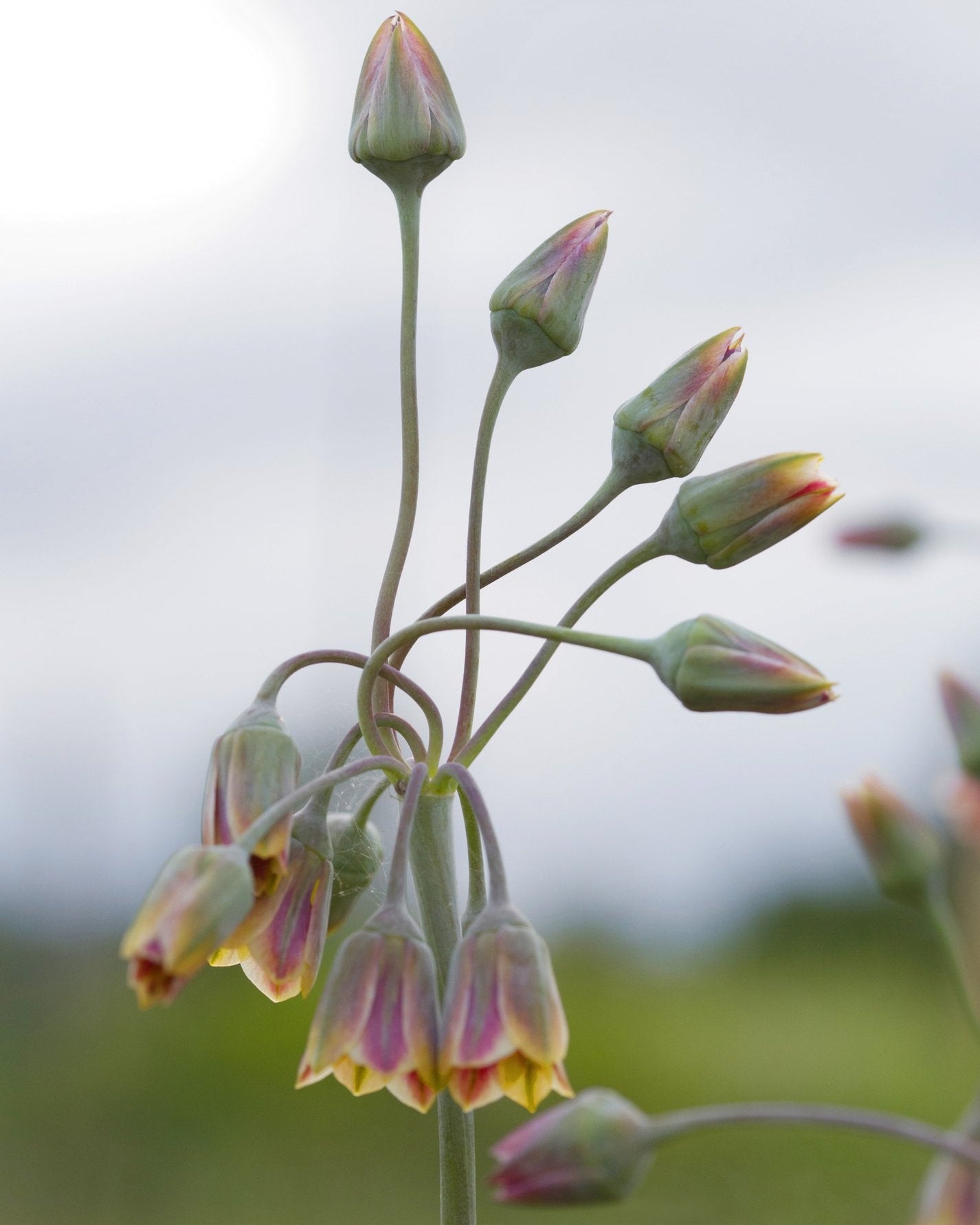 Honningløk Allium nectaroscordum – nikkende klokkeblomster i fersken, krem, grønt og burgunder