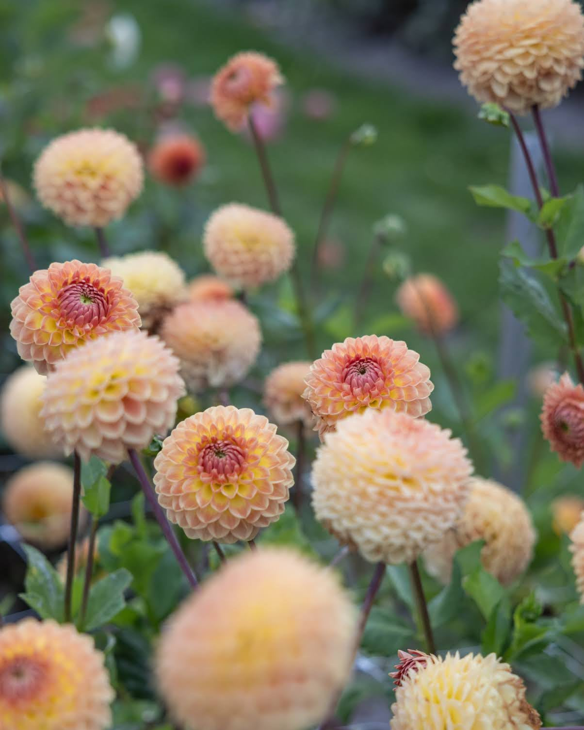 blyton softer gleam ballgeorgine i varme pasteller