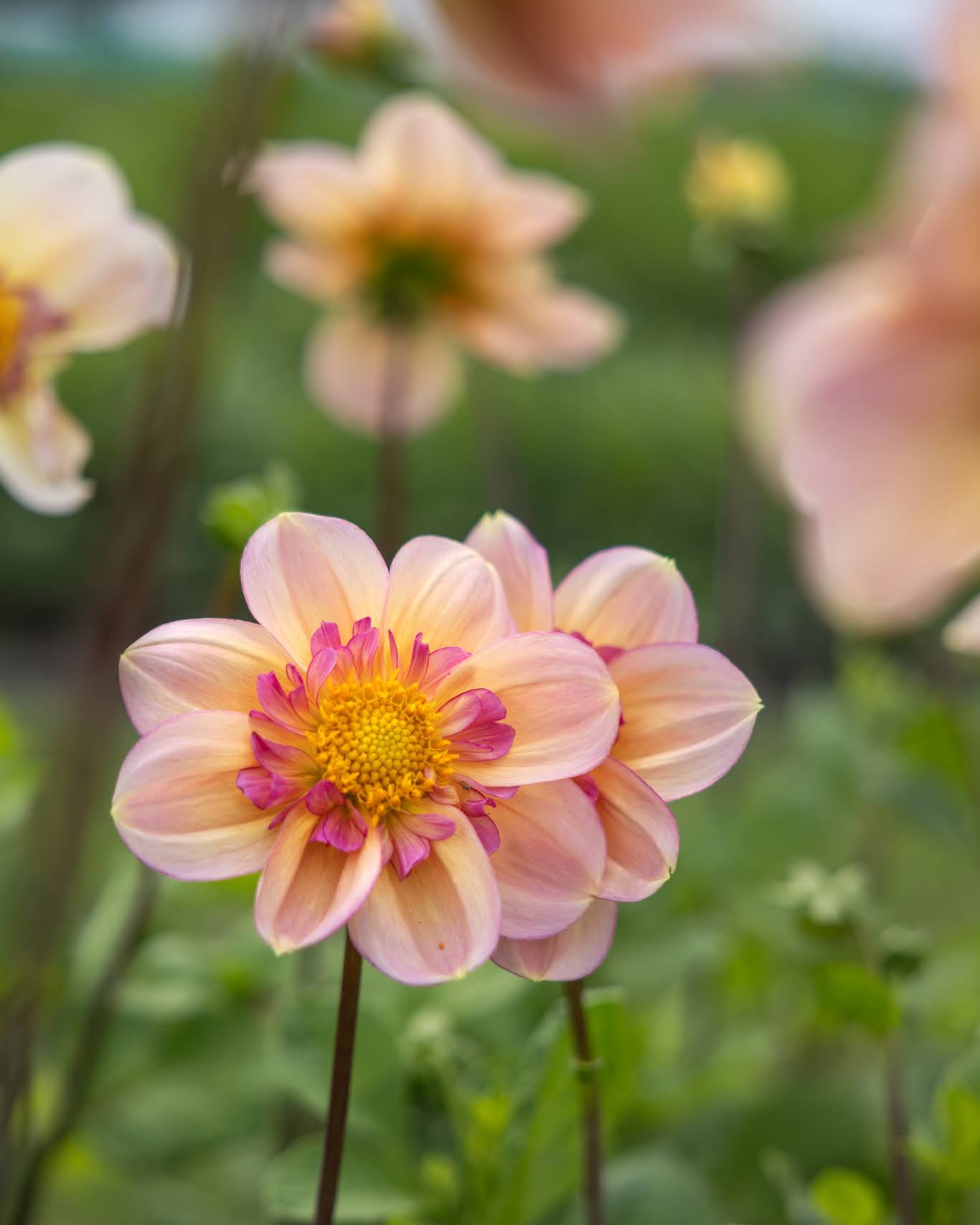 Dahlia Campus Nature Metier - nærbilde av collarette-blomst med varme aprikostoner og dekorativt indre krageparti