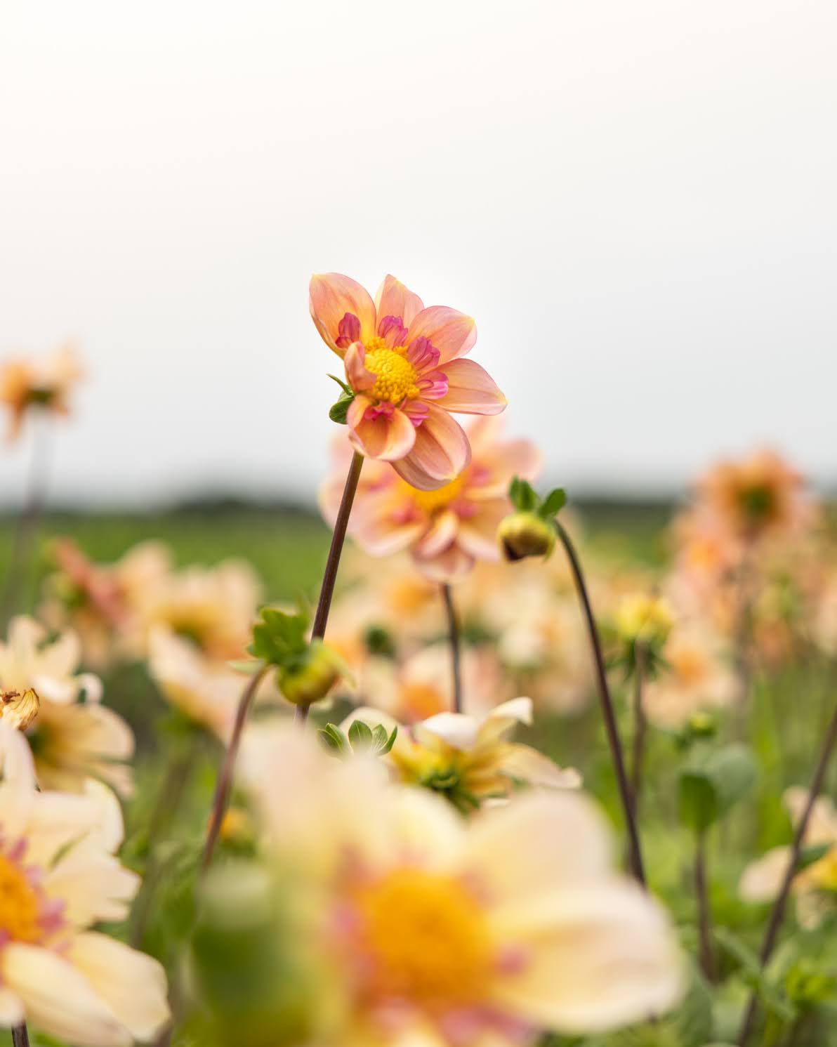 Georgine Campus Nature Metier - collarette georgine i aprikos, honning og kobber med rosa krageparti