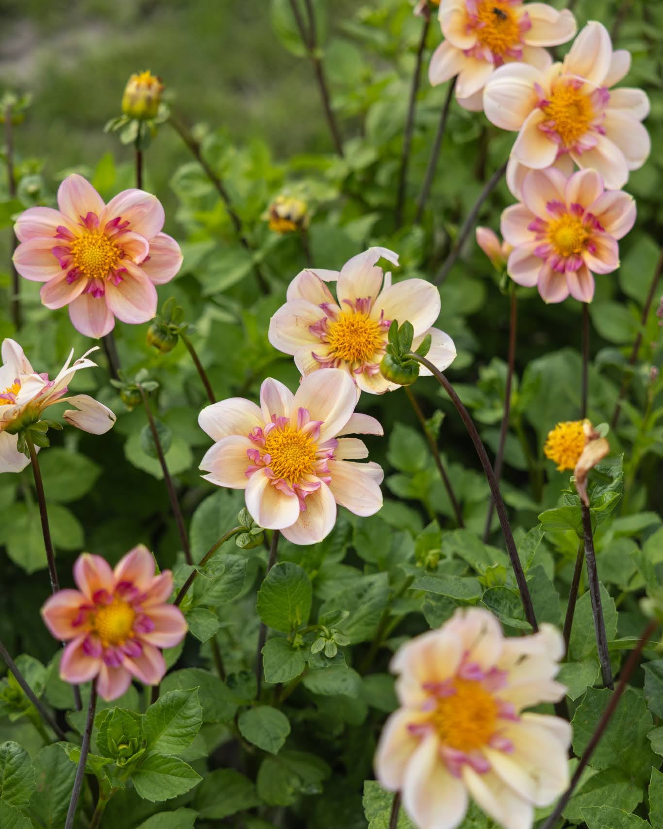 Campus Nature Metier georgine - collarette dahlia i honning og dempet kobber med rosa krage