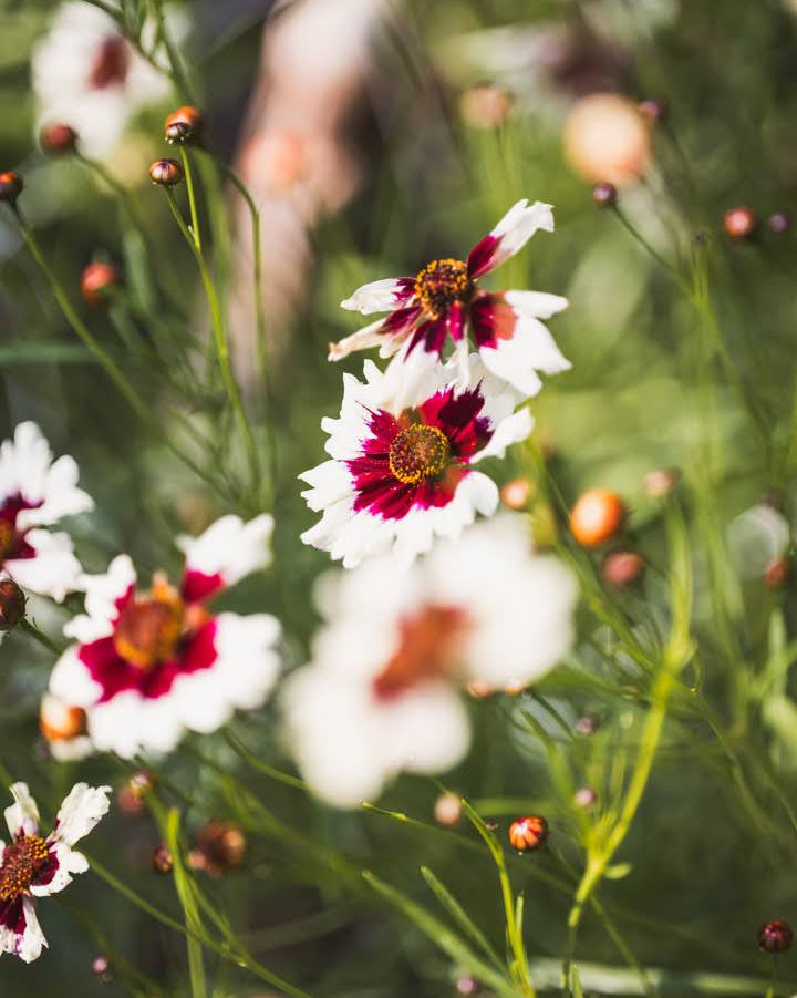 Nærbilde av Kransvakkerøye Incredible Swirl blomster