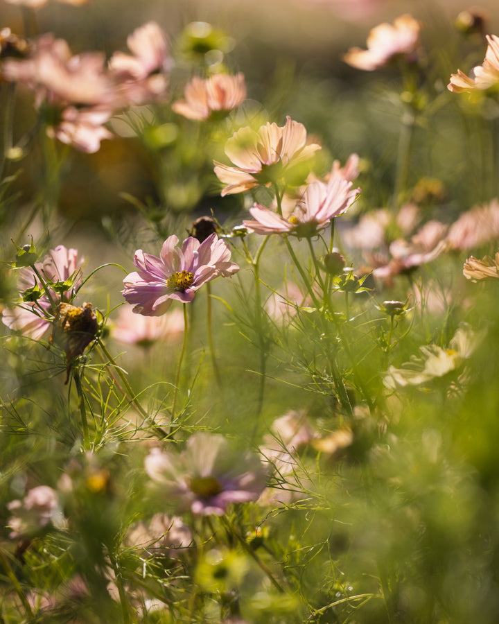 Cosmos bipinnatus ‘Apricotta’ – aprikosfarget blomsterfrø, insektsvennlig og dyrket for snittblomster.